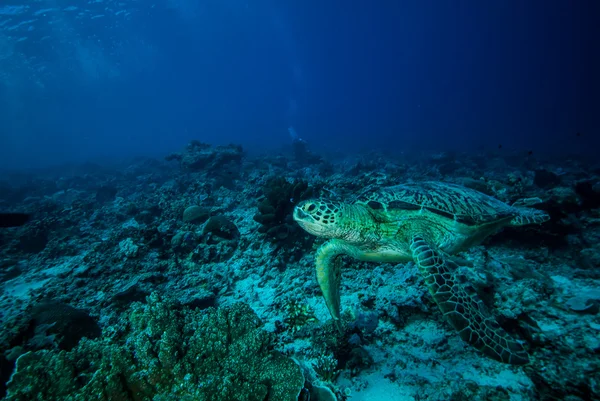 Derawan、インドネシア、カリマンタンの水中写真で泳ぐアオウミガメ — ストック写真