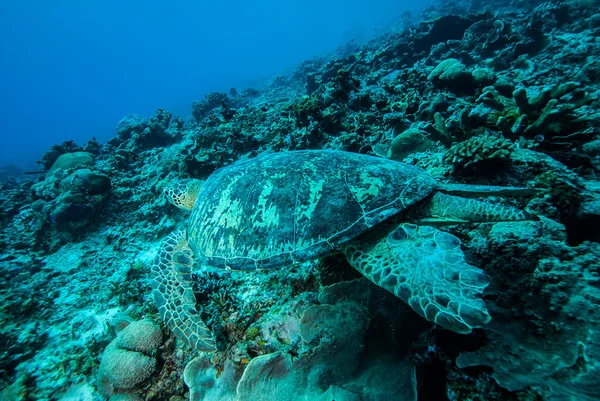 Broască țestoasă verde de mare înot în Derawan, Kalimantan, Indonezia fotografie subacvatică — Fotografie, imagine de stoc