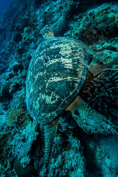 Tortuga verde nadando en Derawan, Kalimantan, Indonesia foto submarina —  Fotos de Stock