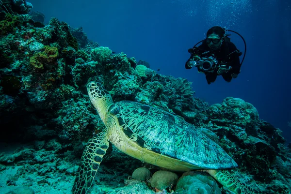 Plongée et tortue de mer verte à Derawan, Kalimantan, Indonésie photo sous-marine — Photo