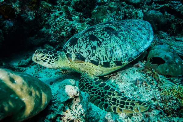 Groene zeeschildpad rustend op de riffen in Derawan, Kalimantan, Indonesië onderwater foto — Stockfoto