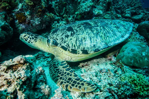 Groene zeeschildpad rustend op de riffen in Derawan, Kalimantan, Indonesië onderwater foto — Stockfoto