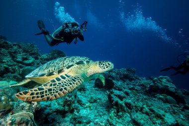 Derawan, Kalimantan, Endonezya sualtı fotoğraf dalgıç ve yeşil deniz kaplumbağası