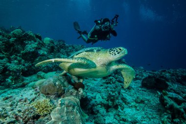 Derawan, Kalimantan, Endonezya sualtı fotoğraf dalgıç ve yeşil deniz kaplumbağası