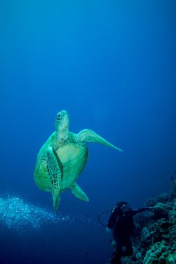 Derawan, Kalimantan, Endonezya sualtı fotoğraf dalgıç ve yeşil deniz kaplumbağası