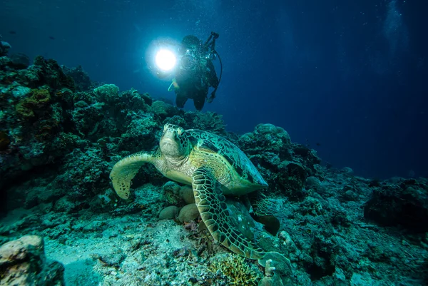 Дайвер и зеленая черепаха в Дераване, Калимантан, Индонезия подводное фото — стоковое фото