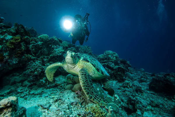 Duiker en groene zeeschildpad in Derawan, Kalimantan, Indonesië onderwater foto — Stockfoto