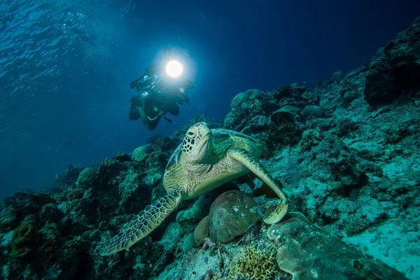 Duiker en groene zeeschildpad in Derawan, Kalimantan, Indonesië onderwater foto — Stockfoto