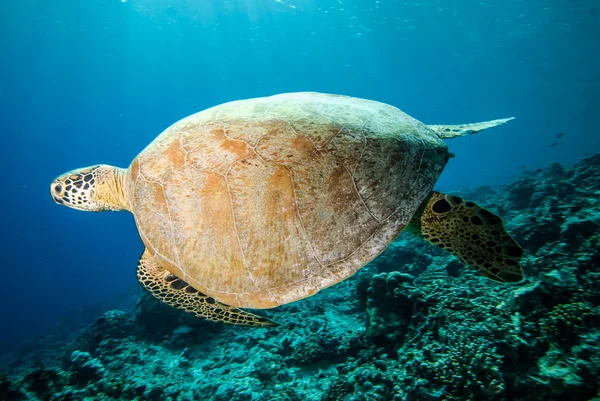 Zöld tengeri teknős, úszás, Derawan, víz alatti fotó Kalimantan, Indonézia — Stock Fotó