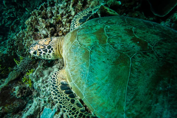 Groene zeeschildpad rustend op de riffen in Derawan, Kalimantan, Indonesië onderwater foto — Stockfoto