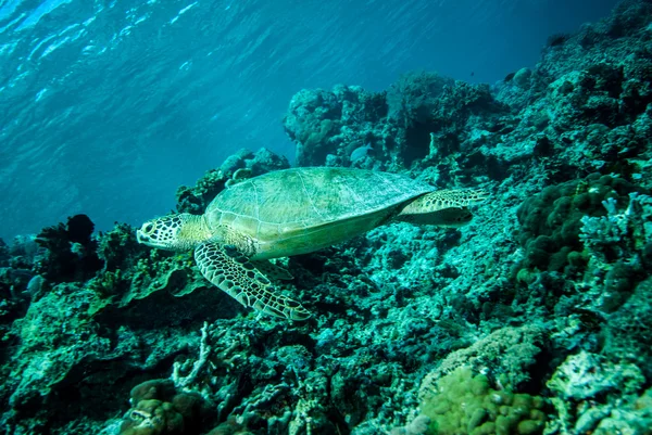 Green sea turtle swimming in Derawan, Kalimantan, Indonesia underwater photo — Stock Photo, Image