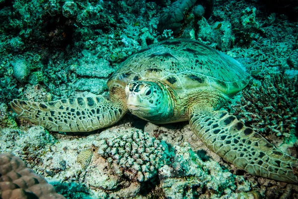 Groene zeeschildpad rustend op de riffen in Derawan, Kalimantan, Indonesië onderwater foto — Stockfoto