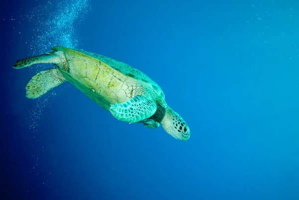 Tortuga verde nadando en Derawan, Kalimantan, Indonesia foto submarina — Foto de Stock