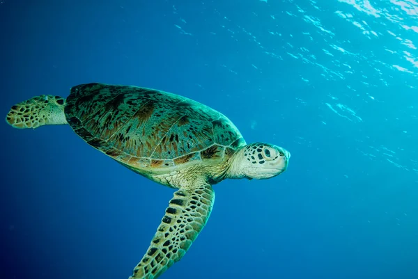 Grüne Meeresschildkröte schwimmt in Derawan, Kalimantan, Indonesien Unterwasserfotos — Stockfoto