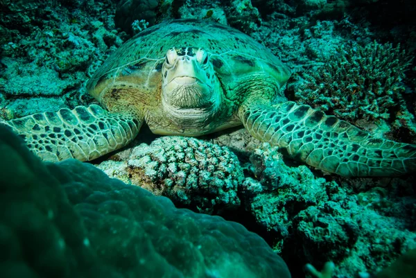 Groene zeeschildpad rustend op de riffen in Derawan, Kalimantan, Indonesië onderwater foto — Stockfoto