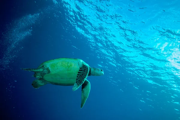 Grön havssköldpadda simmar i Derawan, Kalimantan, Indonesien undervattensfoto — Stockfoto