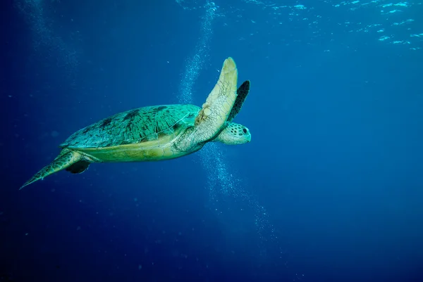 Żółw zielony pływanie w Derawan, Zdjęcie podwodne Kalimantan, Indonezja — Zdjęcie stockowe
