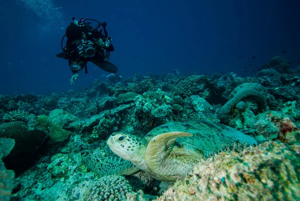 Diver and green sea turtle in Derawan, Kalimantan, Indonesia underwater photo — Stock Photo, Image