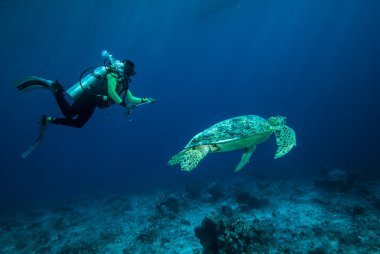Derawan, Kalimantan, Endonezya sualtı fotoğraf dalgıç ve yeşil deniz kaplumbağası