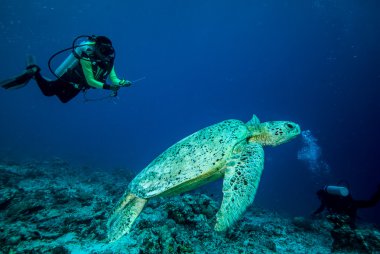 Derawan, Kalimantan, Endonezya sualtı fotoğraf dalgıç ve yeşil deniz kaplumbağası