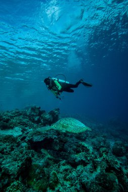 Derawan, Kalimantan, Endonezya sualtı fotoğraf dalgıç ve yeşil deniz kaplumbağası