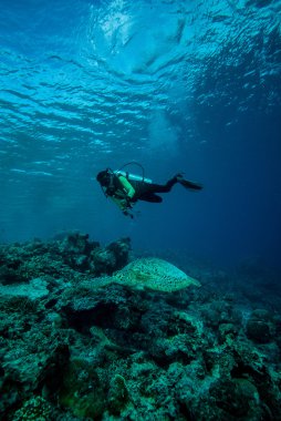 Derawan, Kalimantan, Endonezya sualtı fotoğraf dalgıç ve yeşil deniz kaplumbağası