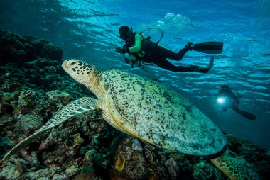 Derawan, Kalimantan, Endonezya sualtı fotoğraf dalgıç ve yeşil deniz kaplumbağası
