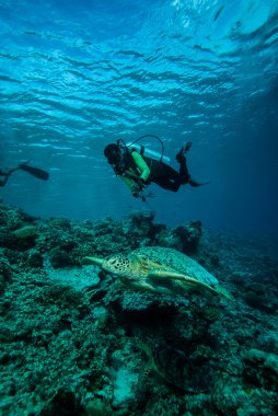 Derawan, Kalimantan, Endonezya sualtı fotoğraf dalgıç ve yeşil deniz kaplumbağası