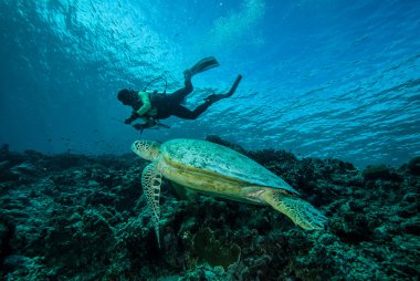 Derawan, Kalimantan, Endonezya sualtı fotoğraf dalgıç ve yeşil deniz kaplumbağası