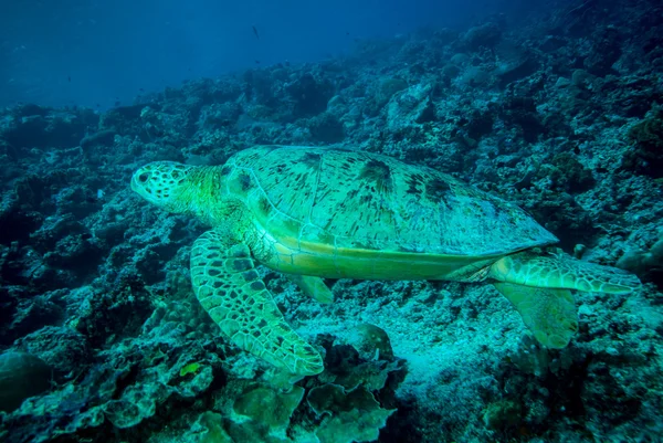 Tortuga verde nadando en Derawan, Kalimantan, Indonesia foto submarina —  Fotos de Stock