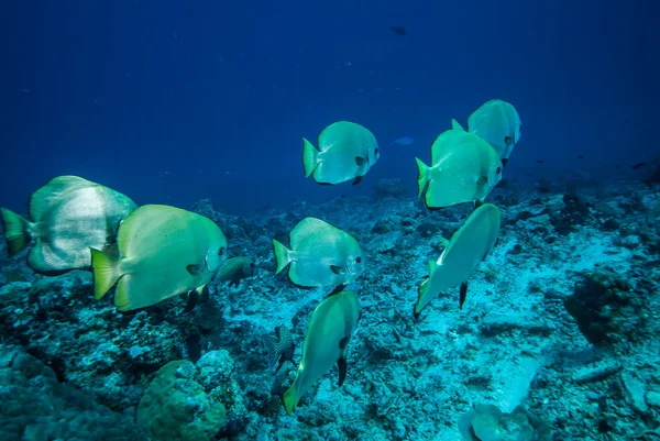 Grupa złoty spadefish pływanie w Derawan, Zdjęcie podwodne Kalimantan, Indonezja — Zdjęcie stockowe