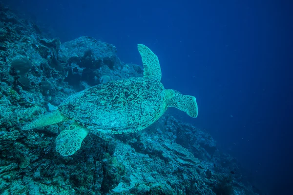 Tortuga verde nadando en Derawan, Kalimantan, Indonesia foto submarina —  Fotos de Stock