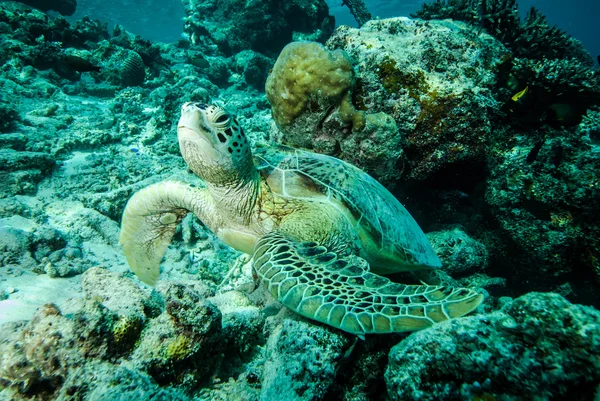 Tortuga verde descansando sobre los arrecifes en Derawan, Kalimantan, Indonesia foto submarina —  Fotos de Stock