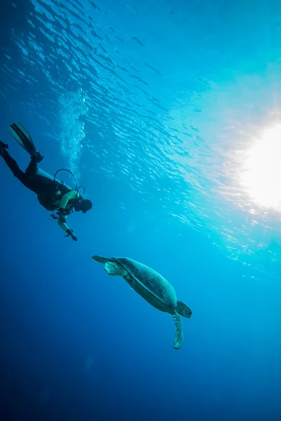 Duiker en groene zeeschildpad in Derawan, Kalimantan, Indonesië onderwater foto — Stockfoto