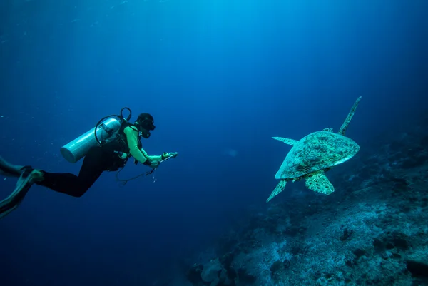 Duiker en groene zeeschildpad in Derawan, Kalimantan, Indonesië onderwater foto — Stockfoto