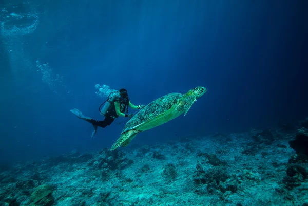 Dykare och grön havssköldpadda i Derawan, Kalimantan, Indonesien undervattensfoto — Stockfoto