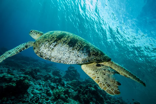Зеленая черепаха плавает в Дераване, Калимантан, Индонезия подводное фото — стоковое фото