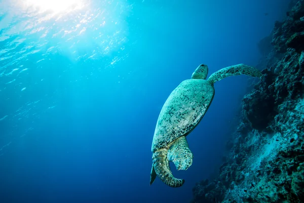 Tortuga verde nadando en Derawan, Kalimantan, Indonesia foto submarina — Foto de Stock