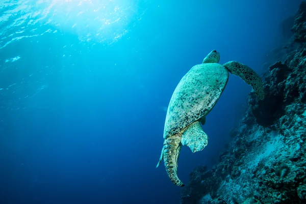 Grön havssköldpadda simmar i Derawan, Kalimantan, Indonesien undervattensfoto — Stockfoto