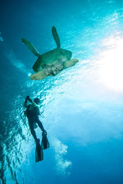 Diver and green sea turtle in Derawan, Kalimantan, Indonesia underwater photo — Stock Photo, Image