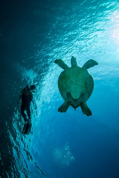 Plongée et tortue de mer verte à Derawan, Kalimantan, Indonésie photo sous-marine — Photo