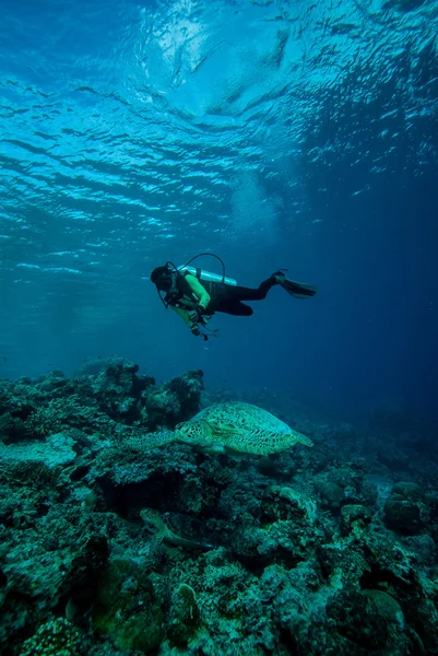 Derawan, Kalimantan, Endonezya sualtı fotoğraf dalgıç ve yeşil deniz kaplumbağası — Stok fotoğraf