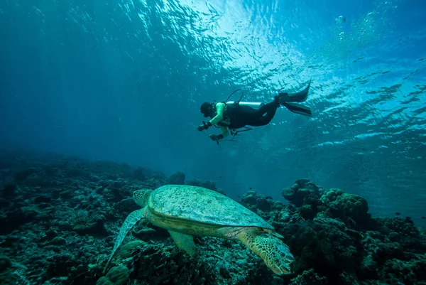 Derawan、インドネシア、カリマンタンの水中写真でダイバーと緑の海カメ — ストック写真