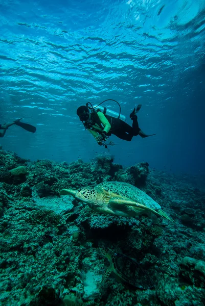 Derawan, Kalimantan, Endonezya sualtı fotoğraf dalgıç ve yeşil deniz kaplumbağası — Stok fotoğraf