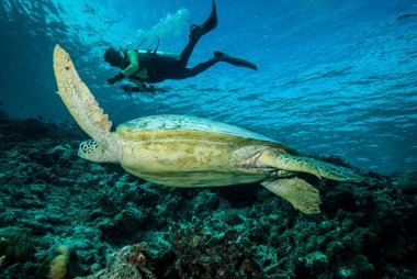 Derawan, Kalimantan, Endonezya sualtı fotoğraf dalgıç ve yeşil deniz kaplumbağası