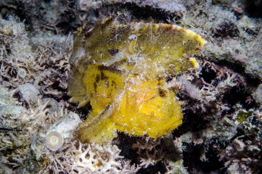 Yaprak scorpionfish Derawan, Kalimantan, Endonezya sualtı fotoğraf içinde
