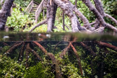 Kakaban, Derawan, Kalimantan, Endonezya sualtı mangrov