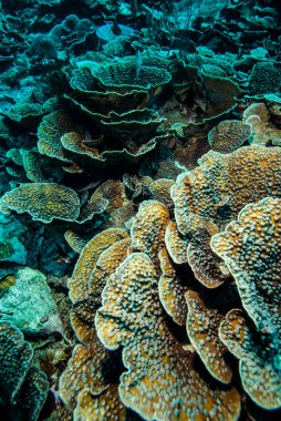 Derawan, Kalimantan, Endonezya sualtı fotoğraf sert mercan resifleri