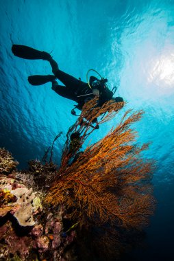 Dalgıç ve deniz fan Derawan, Kalimantan, Endonezya sualtı fotoğraf içinde