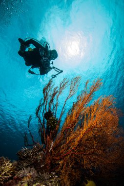 Dalgıç ve deniz fan Derawan, Kalimantan, Endonezya sualtı fotoğraf içinde